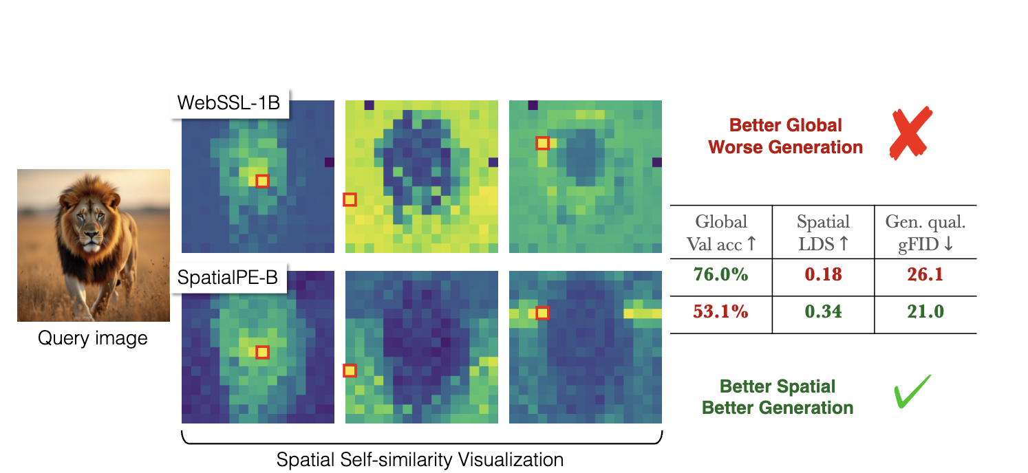 Spatial self-similarity heatmaps for WebSSL-1B and SpatialPE-B on a lion image, with a table showing probe accuracy, spatial LDS and gFID